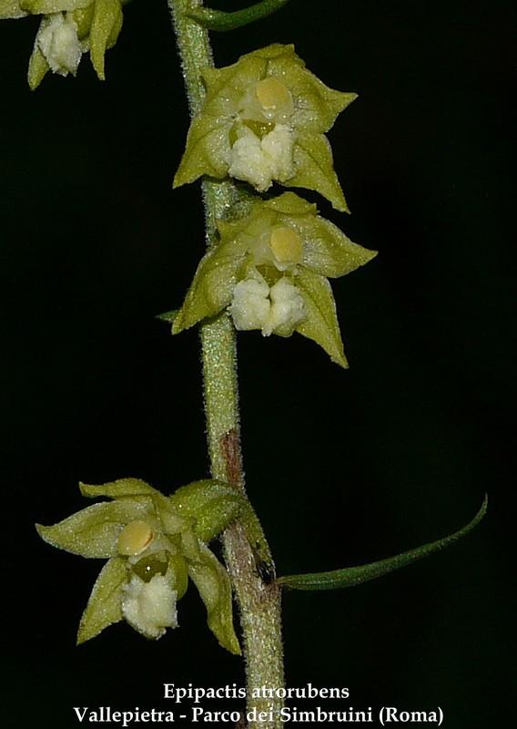 Le orchidee di Vallepietra nel Parco Naturale dei Monti Simbruini (Roma).